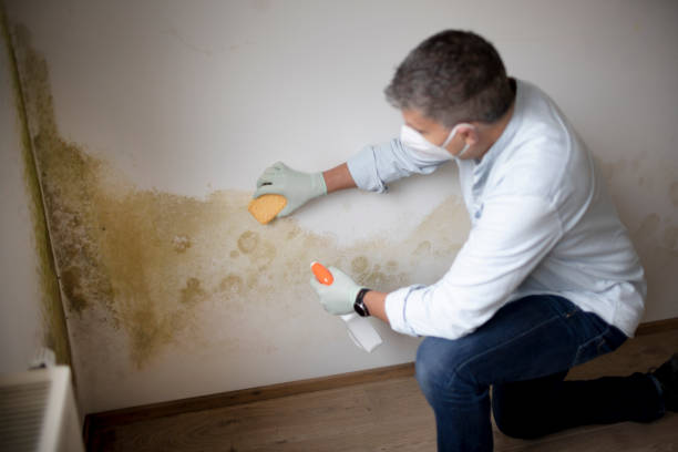Best HVAC Mold Inspection and Cleaning  in Fair Plain, MI